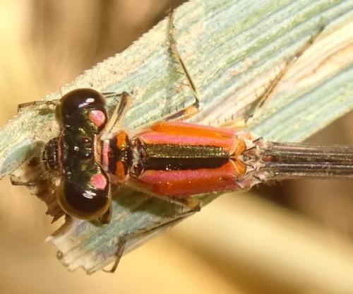 Réf. 354 458 : Ischnura sp.